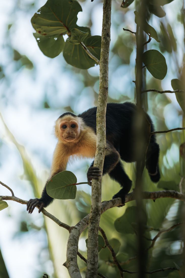 Family trips in Bocas